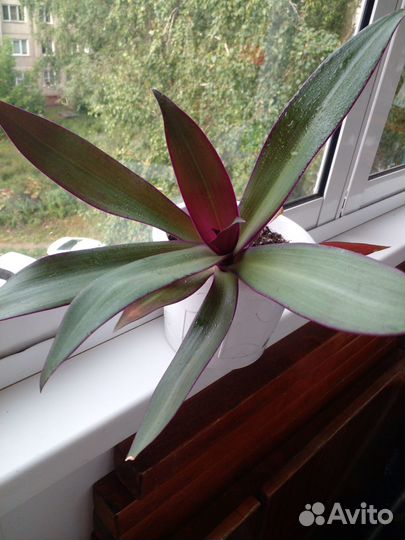 Традесканция рео две штуки 150 с горшком без 70