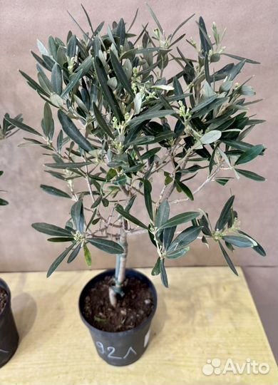 Оливковое дерево живое
