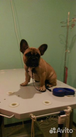 Ветеринарная клиника 