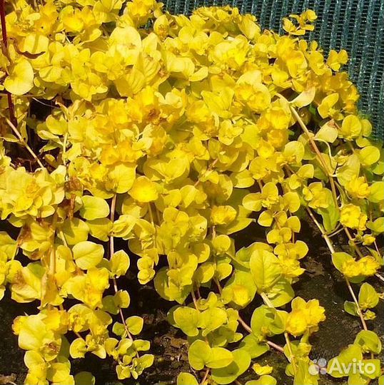 Многолетники для сада