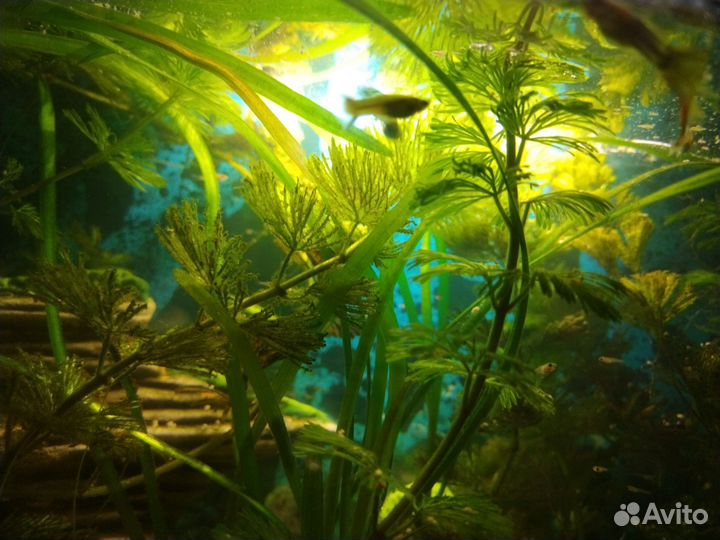 Аквариумные рыбки гуппи