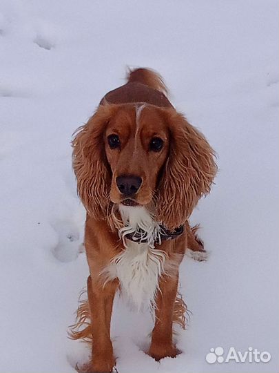 Русский охотничий спаниель вязка