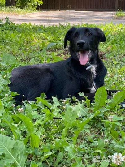 Щенок метис лабрадора