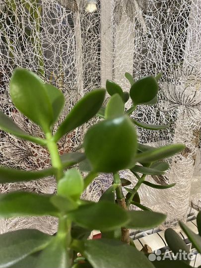 Денежное дерево