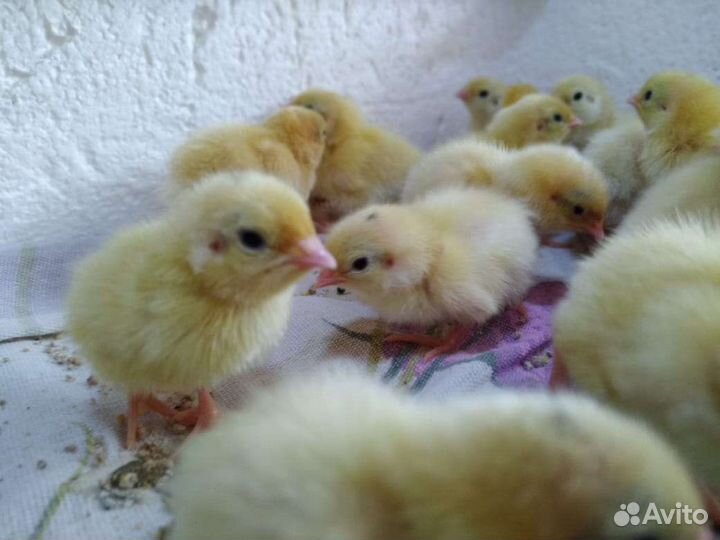 Мясо перепелки