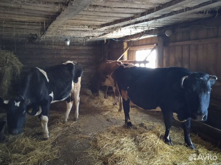 Телки стельные, коровы