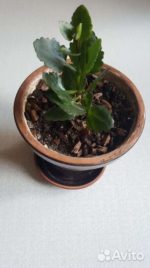 Каланхоэ каландива оранж детка в керамике