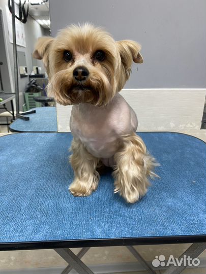 Грумер стрижка собак