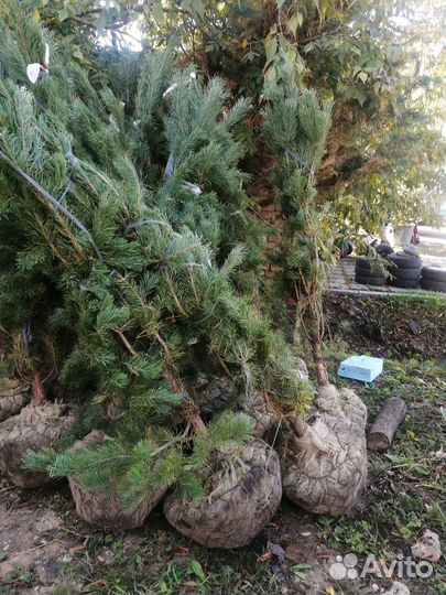 Сосна обыкновенная 1,5-1,8 метра