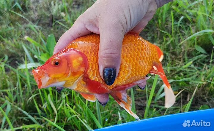 Кометы, Шубункины