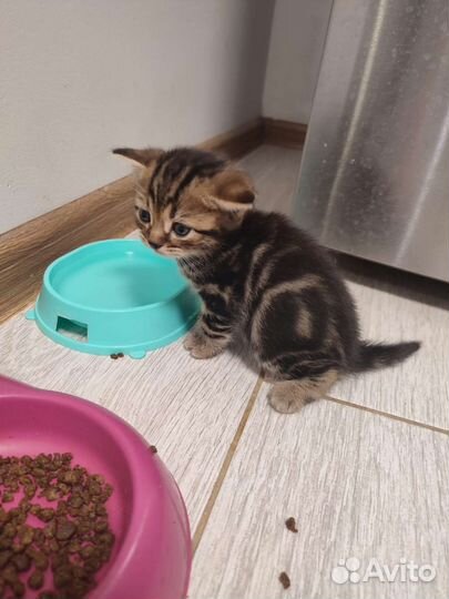 Котята Британо- Шотландские