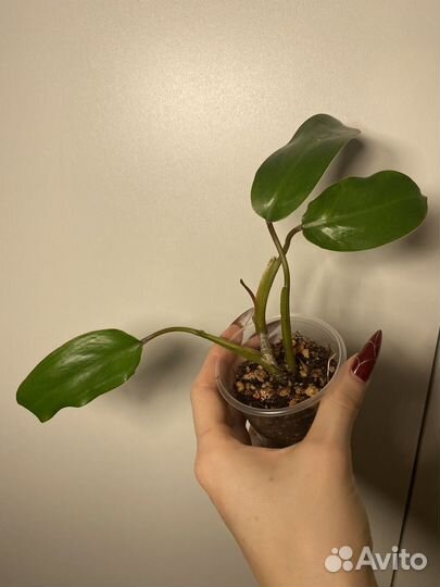 Филодендрон краснеющий