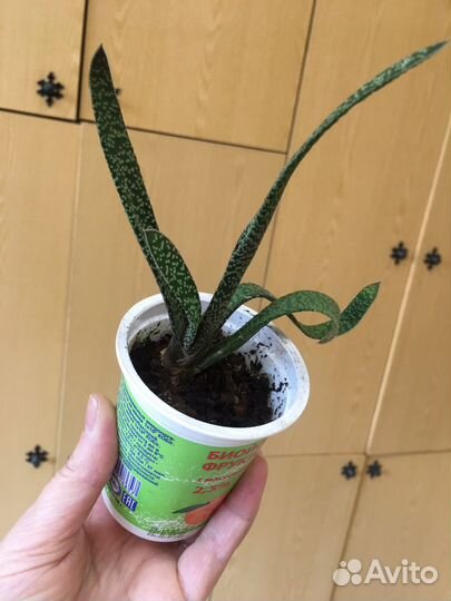 Комнатные цветы. Суккуленты