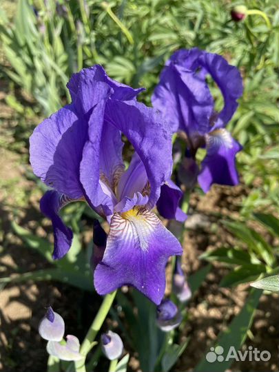 Растения для сада