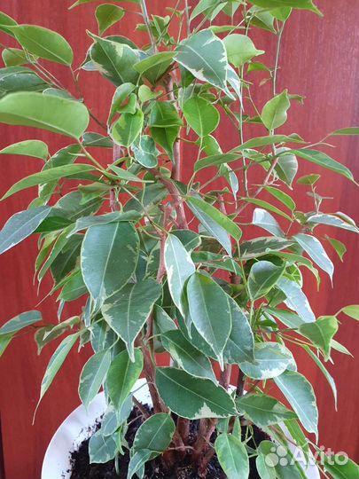 Фикус Бенджамина Бафт