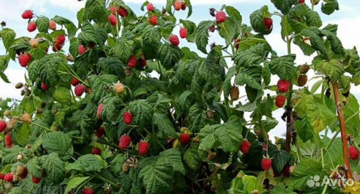 Малина, крыжевник, смородина