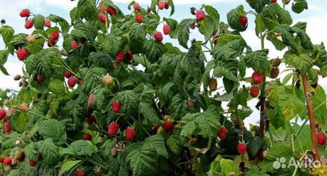 Малина, крыжевник, смородина