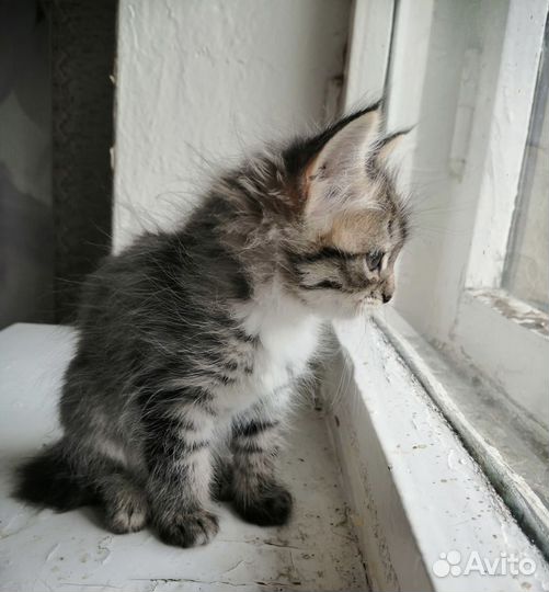 Котёнок