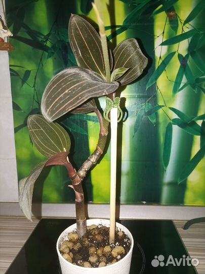 Орхидея лудизия, спатифиллум