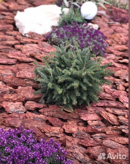 Кора лиственницы