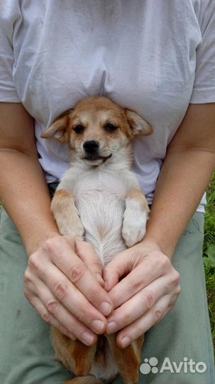 Щенки в добрые руки