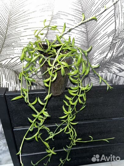 Сенецио радиканс