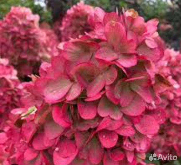 Гортензия Бонфаер супер хит этого года