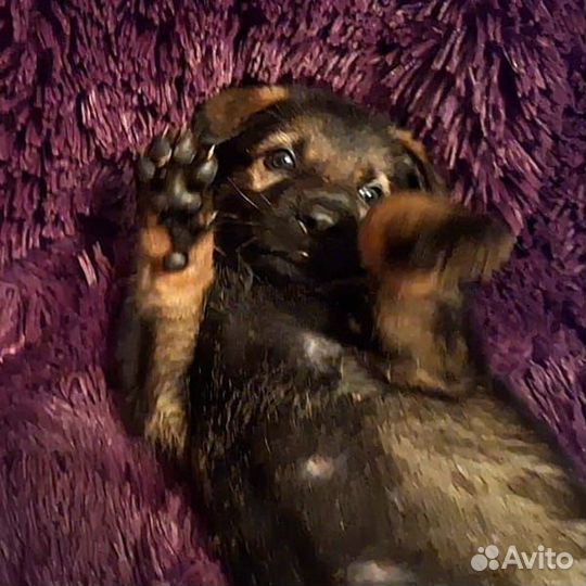 Щенки немецкой овчарки