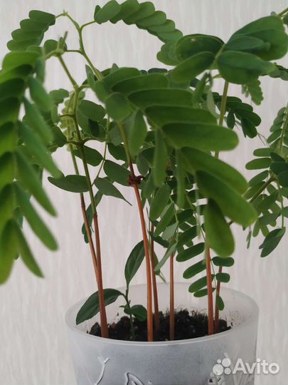 Тамаринд индийский