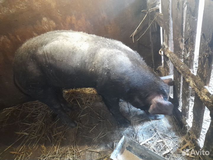 Хряк дюрок на племя