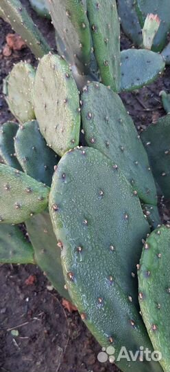 Кактус опунция