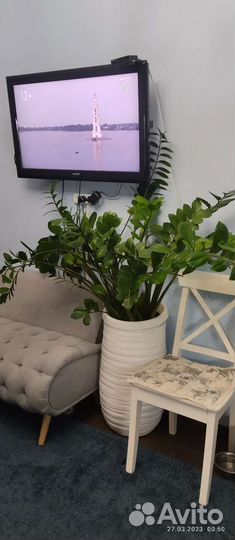 Замиокулькас, долларовое дерево