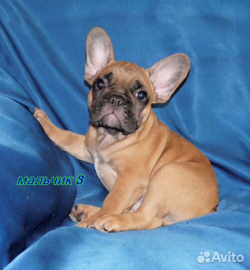 Щеночки бульдожки для вас