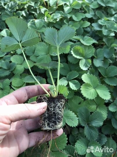 Рассада клубники Клери