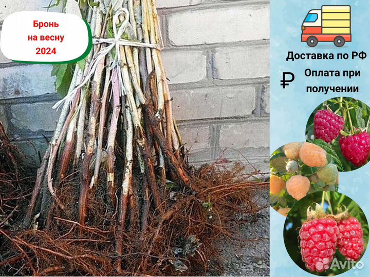 Саженцы Малины, Малина