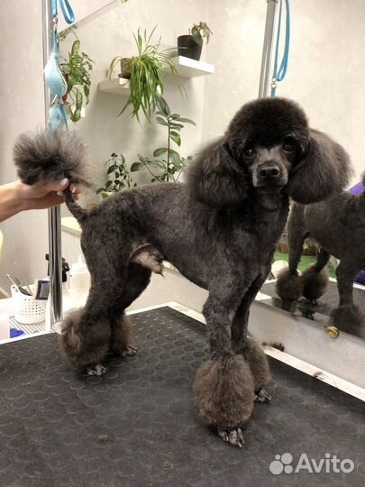 Грумер, Стрижка собак и кошек