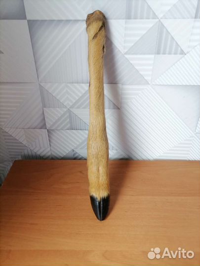 Чучело нога косули