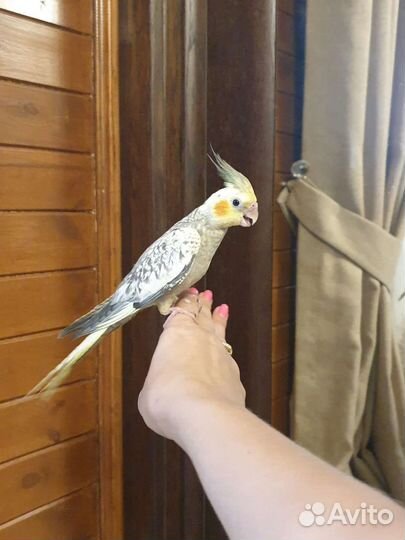 Попугай корелла птенец