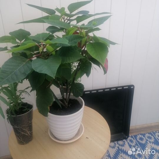 Пуансеттия