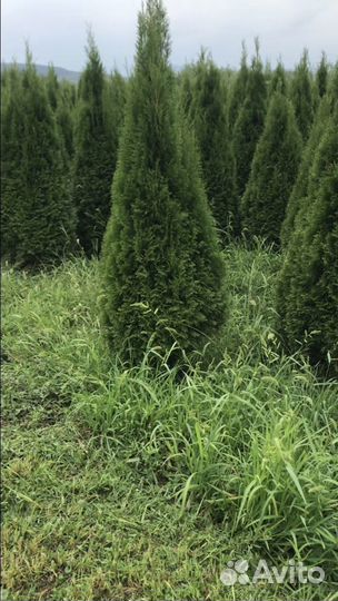 Туя западная смарагд