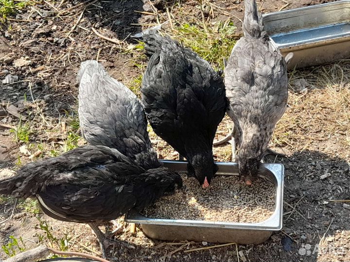 Цыплята: Брама, Гергебильские