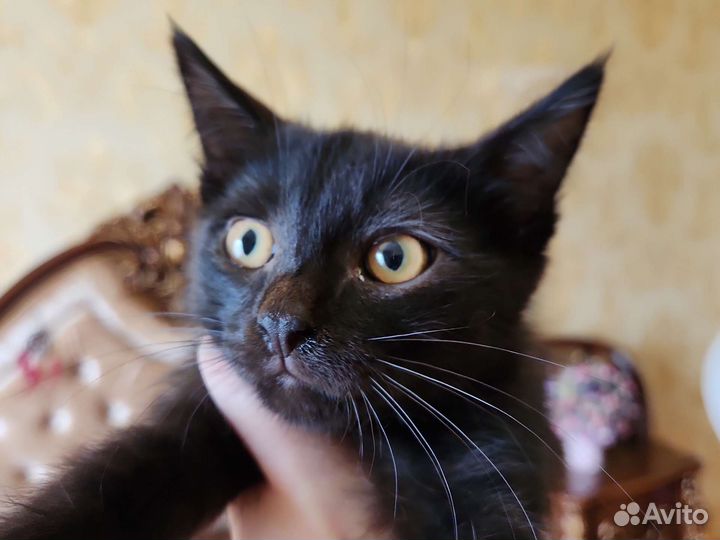 Кошки