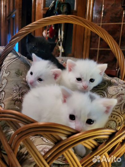Котята в добрые руки