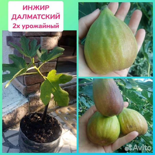 Растения для сада