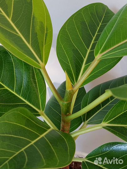 Фикус Бенгальский Тигр