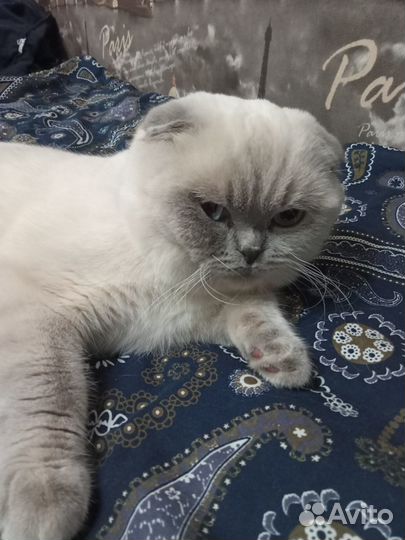 Шотландский вислоухий кот вязка