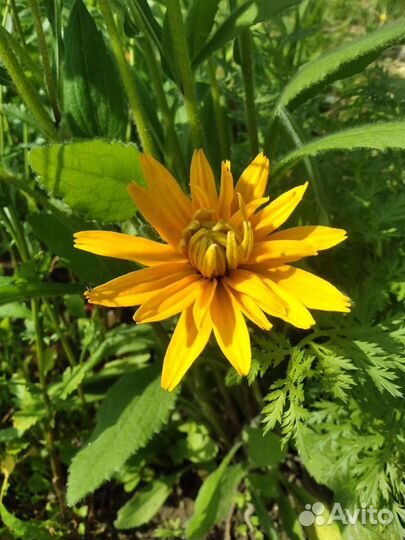 Цветы для сада