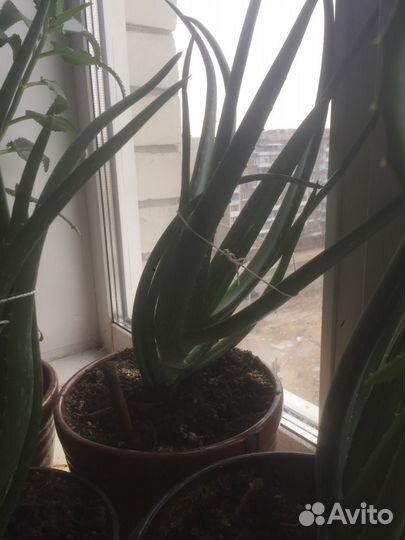 Каланхое,алоэ, алоэ вера,фикус Бенжамина