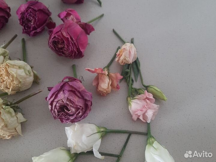 Сухоцветы для творчества