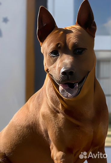 Тайский риджбек (вязка)